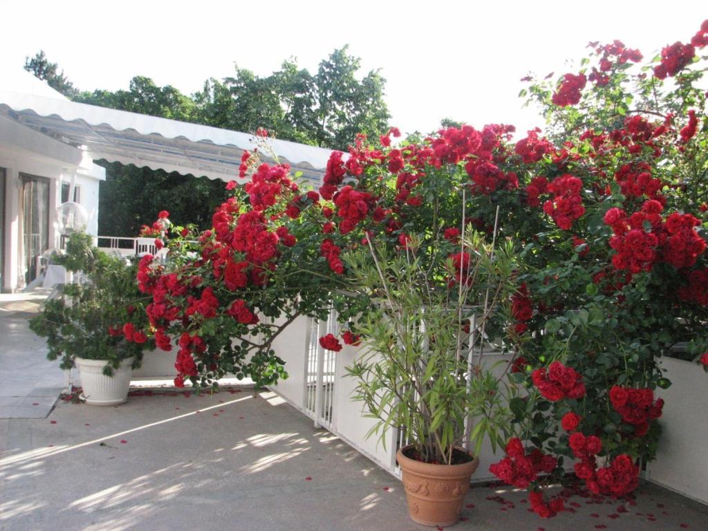 גולדן סנדס Hotel Horizont מראה חיצוני תמונה